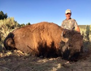 bison website