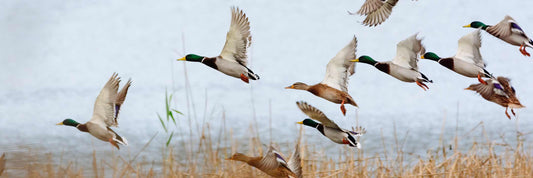 Dispelling the Myths of Dry Aging Waterfowl